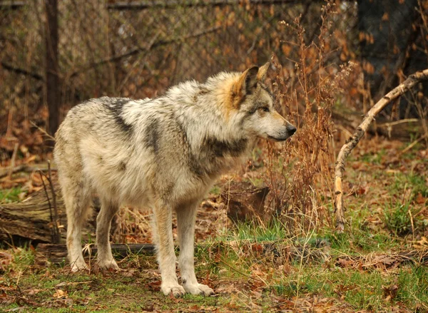 Divoký vlk — Stock fotografie