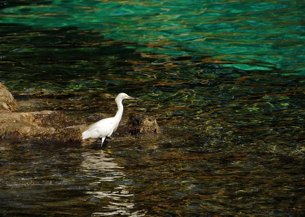 Pássaro na água — Fotografia de Stock