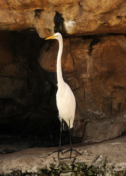 Greate egret — Stock Photo, Image