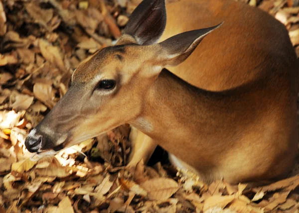 安静時の鹿 — ストック写真