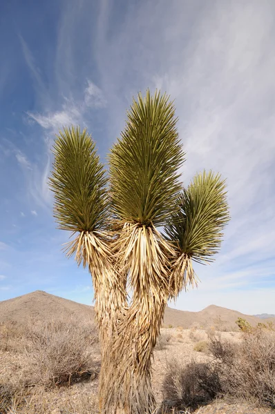 砂漠の植生 — ストック写真