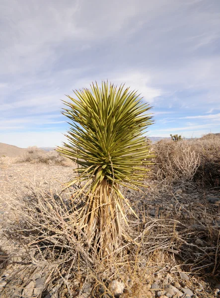 Пустынная растительность — стоковое фото
