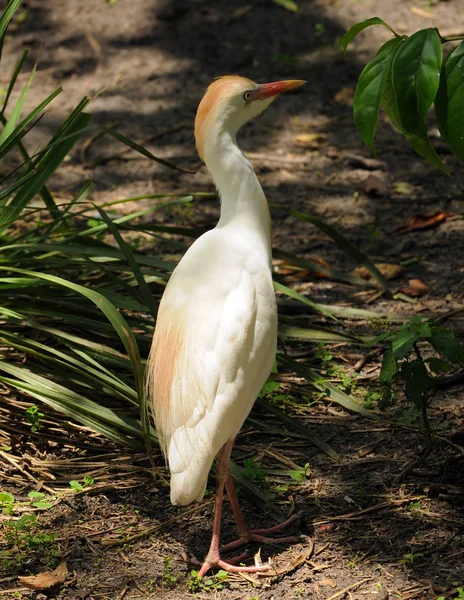 Cattle egret — Stock Photo, Image