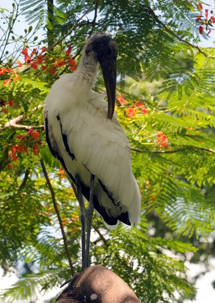Wood stork — Stock Photo, Image