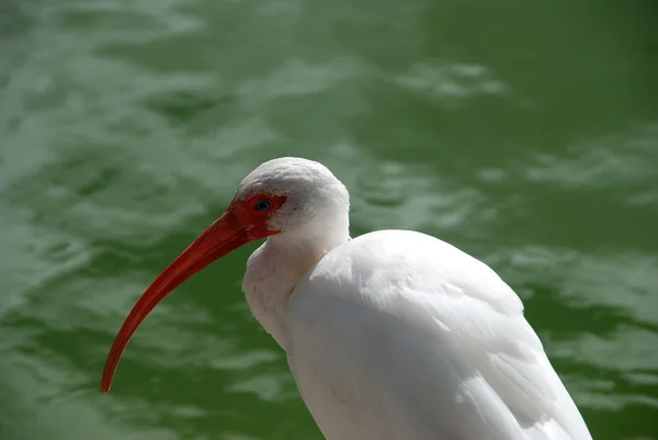 Ibis blanco — Foto de Stock