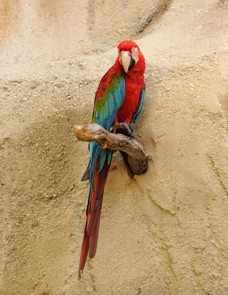 Амазонский попугай — стоковое фото