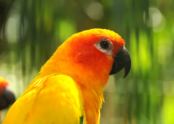 Голова попугая — стоковое фото