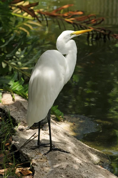 Grande egret — Fotografia de Stock