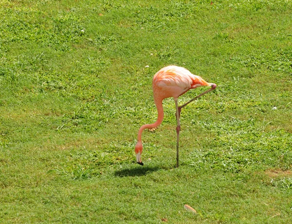 Flamingo — Fotografie, imagine de stoc