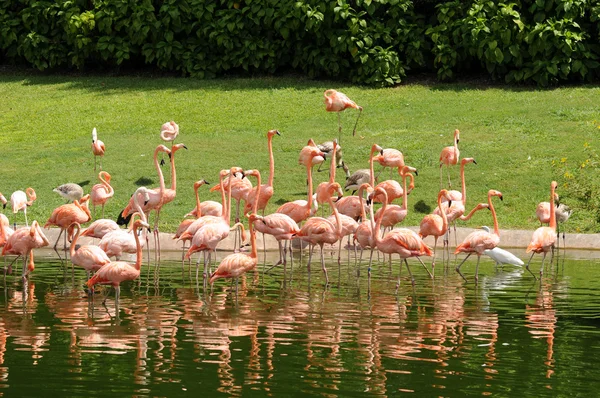 stock image Flamingos