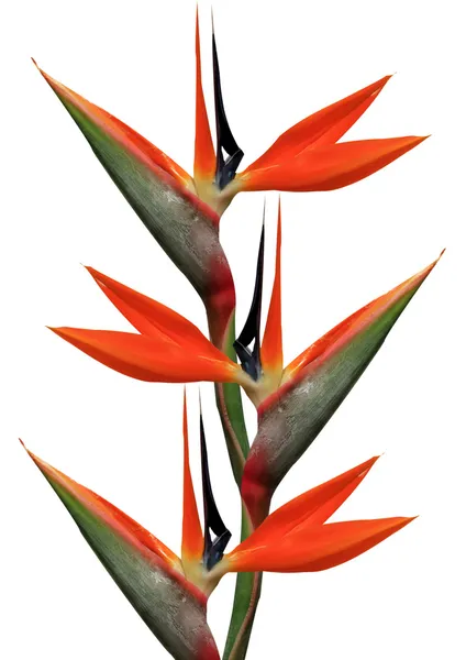 Kwiaty rajskiego ptaka — Zdjęcie stockowe