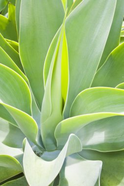 Agave attenuata