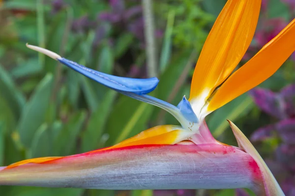 Цветок Райской птицы в саду — стоковое фото