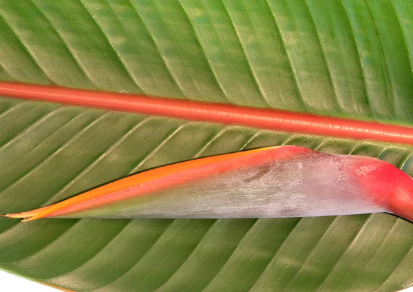Paradisfågeln blomma på ett blad — Stockfoto