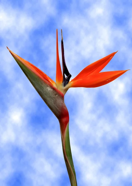 Cennet kuşu çiçeği gökyüzü arka plan — Stok fotoğraf