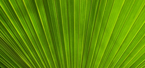 Grönskande palmblad — Stockfoto