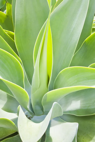 stock image Agave attenuata