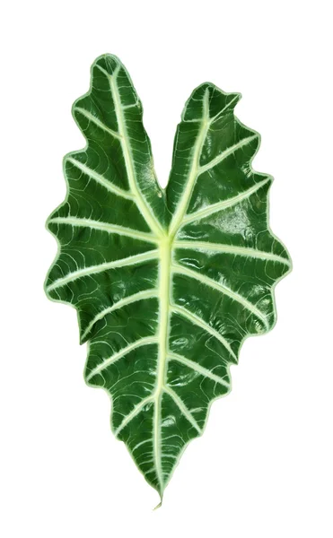 Duży liść roślina — Zdjęcie stockowe