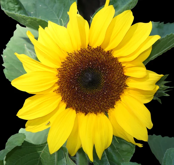 Single sunflower — Stock Photo, Image