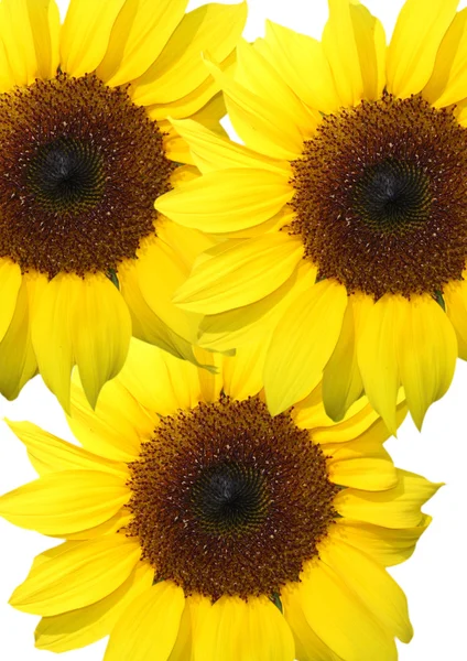 Drei Sonnenblumen auf weißem Hintergrund — Stockfoto