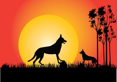 Dingo in the sunset clipart