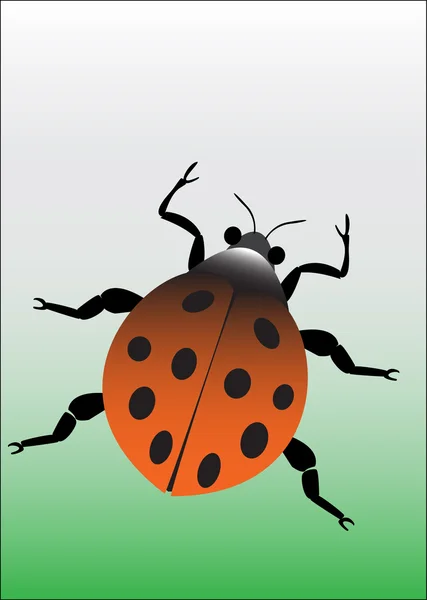 Lady beetle orange — Stock vektor