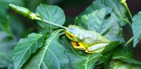 Zielona żaba na krzaku chili — Zdjęcie stockowe