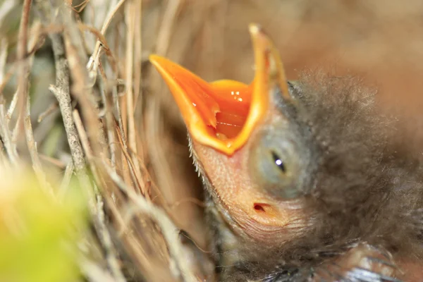 Baby bird — Stock Photo, Image