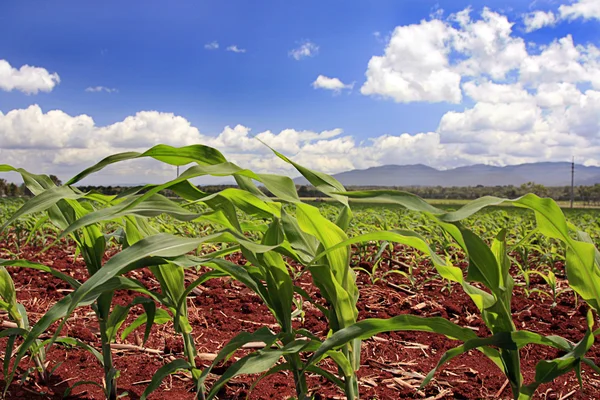Campos de maíz — Foto de Stock