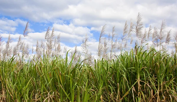 Sugarcane — Stock Photo, Image
