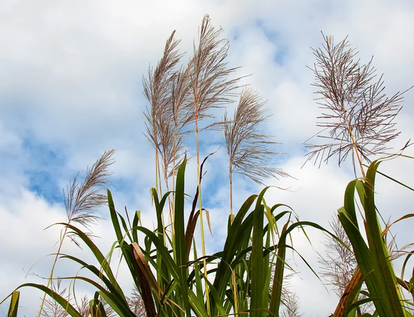 Цветочный сахарный тростник — стоковое фото