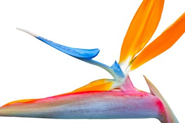 Bird of paradise flower close up clipart