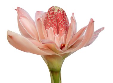 Torch Ginger pink (Etlingera elatior) clipart