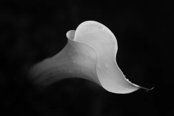 Arum flower — Stock Photo, Image