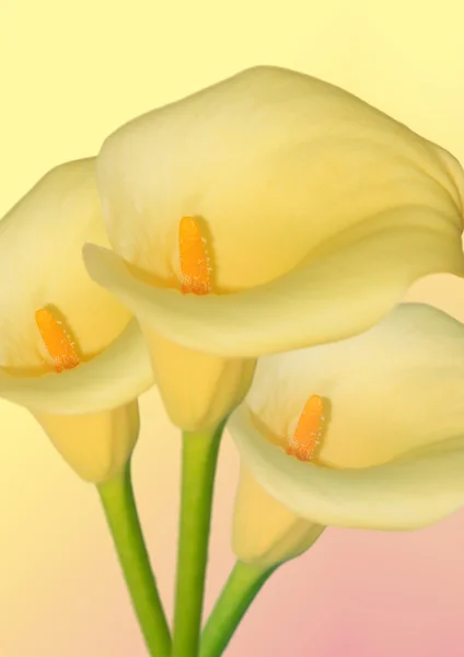 Arum flower — Stock Photo, Image