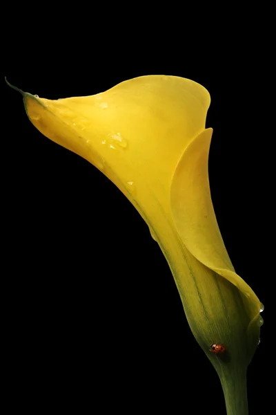 Arumin lilly — Stock Photo, Image