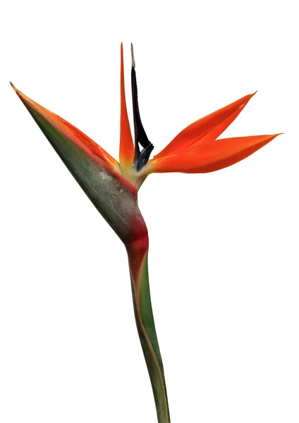 Pták rajský květ — Stock fotografie