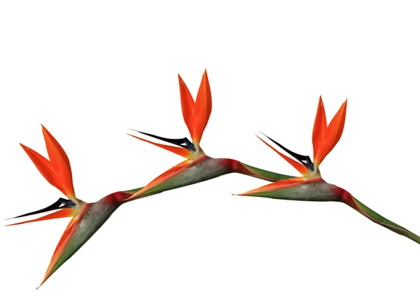 Paradisfågeln blommor övergripande — Stockfoto