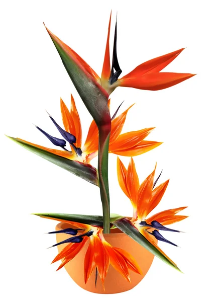 Paradisfågeln blomma i kruka — Stockfoto