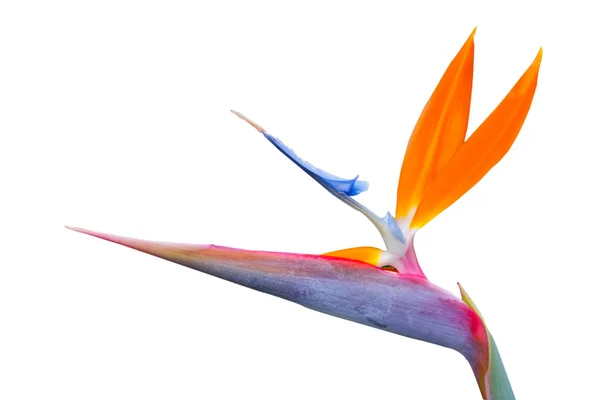 Uccello del paradiso fiore singolo — Foto Stock