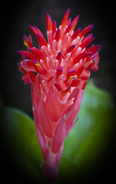 Bromeliad kapatmak — Stok fotoğraf