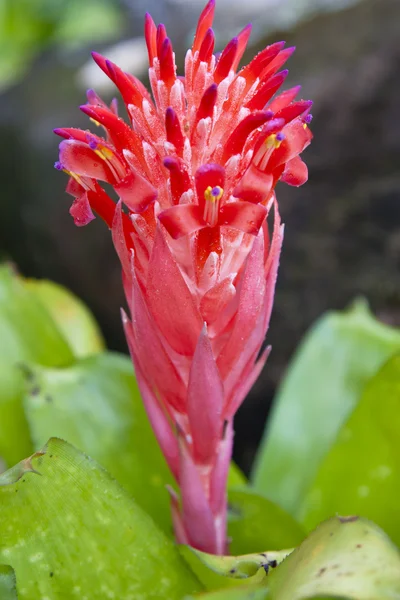 Bromeliad en el jardín —  Fotos de Stock