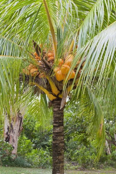 Cocos nucifera' kokos strom trpaslík — Stock fotografie