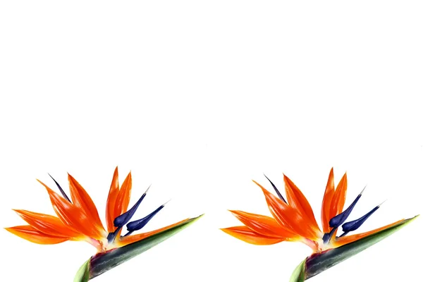 Twee paradijsvogel bloem — Stockfoto
