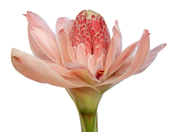 Факел Імбир рожевий ( Etlingera elatior ) — стокове фото