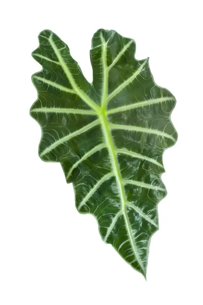 Ett stort grönt blad — Stockfoto