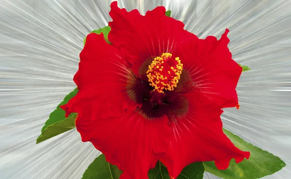 Hibiscus on silver background — Stock Photo, Image