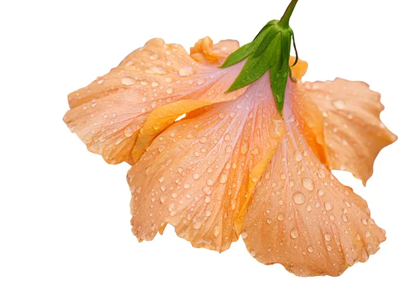 Hibisco-laranja — Fotografia de Stock