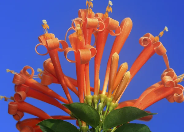 Kaprifol blomma med blå himmel — Stockfoto