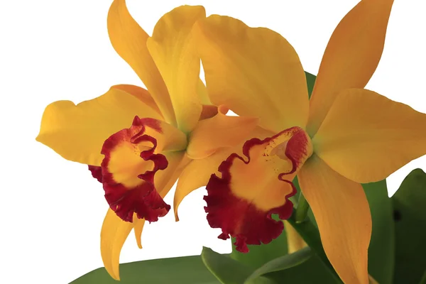 Помаранчевий орхідея — стокове фото